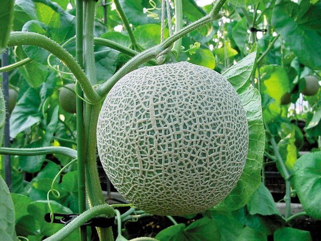 さとう温泉メロン