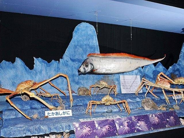 新発見2 2017年7月にリニューアルした、駿河湾深海生物館がおもしろい