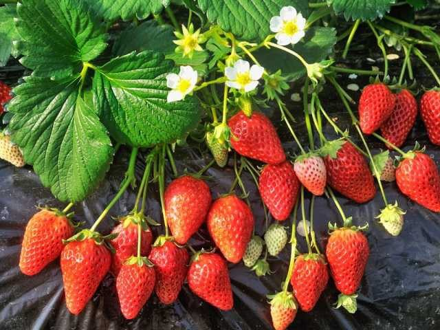 江間いちご狩りセンター