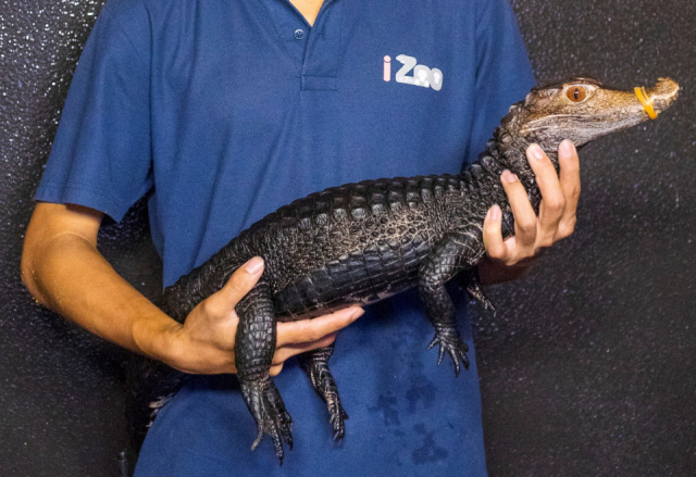 いっぱい触れるよ