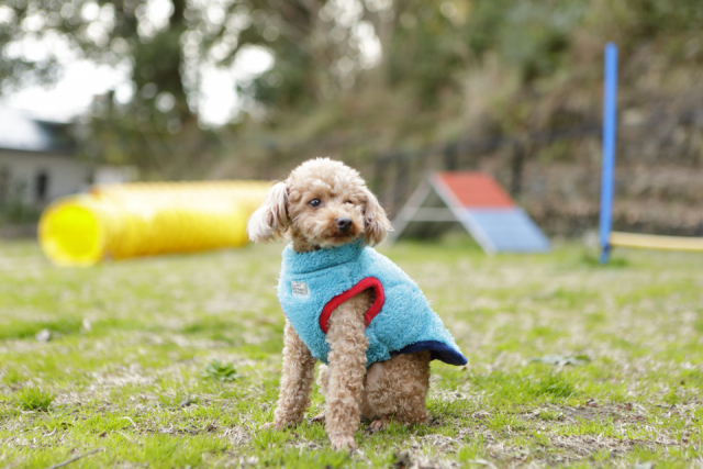 愛犬と癒される絶景の湯宿 レジーナリゾート伊豆無鄰