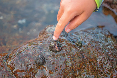 【南伊豆・下流海岸】新発見2 海の生き物たちがすぐに観察できる