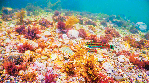 【南伊豆・下流海岸】新発見2 海の生き物たちがすぐに観察できる