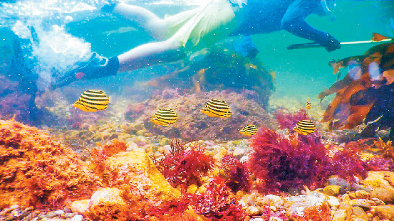 【南伊豆・下流海岸】新発見2 海の生き物たちがすぐに観察できる