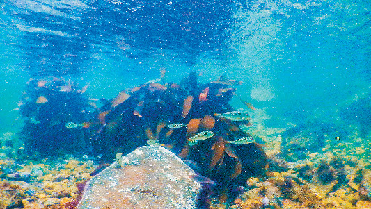 【南伊豆・下流海岸】新発見2 海の生き物たちがすぐに観察できる