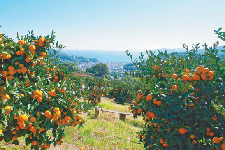 新発見1 海、山、みかん畑!自然のなかで開放感たっぷり