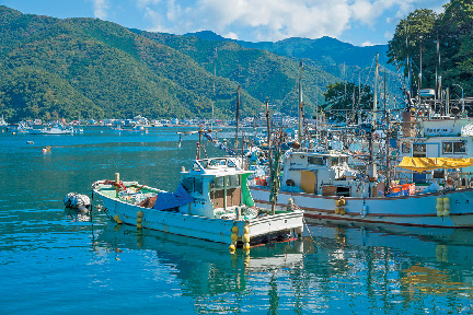 新発見1 深海魚のサンクチュアリは沼津市戸田港だった!?