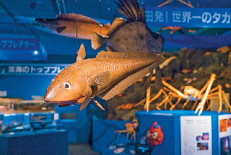 新発見2 2017年7月にリニューアルした、駿河湾深海生物館がおもしろい