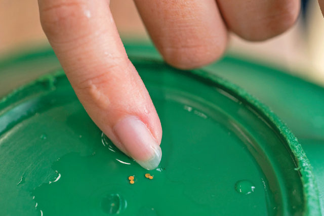 新発見2 黄金を見る!触る!そして、採る!まで体験