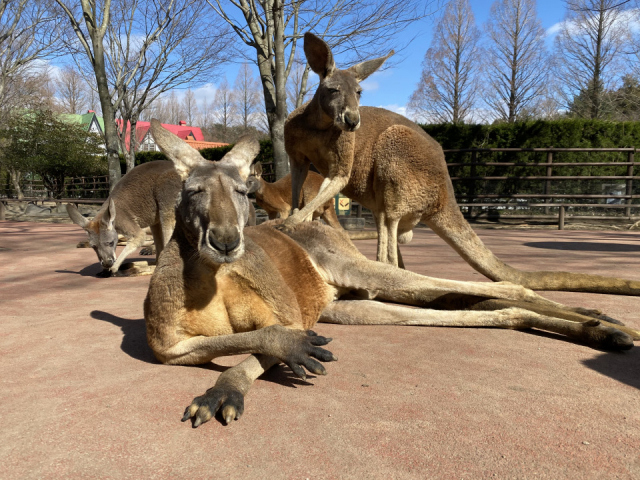 カンガルーふれあいの森