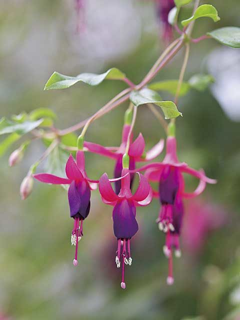 香りの文化を体験できるテーマパーク「パルシェ香りの館」