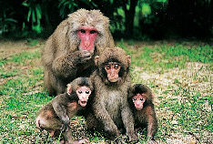 淡路島モンキーセンター