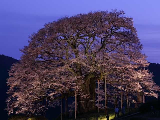 醍醐桜