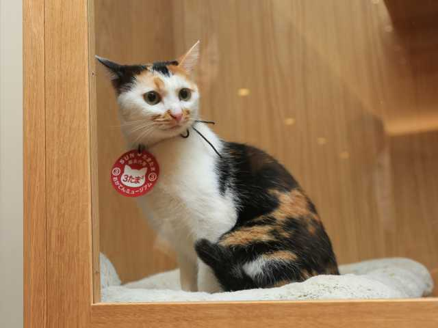 岡山 話題のスポット:猫館長のミュージアム