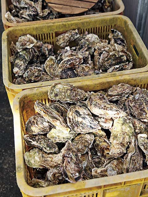 【鳴門グルメ×大毛島名物のカキ】新鮮な殻付きカキをその場で楽しむ「はらまる」