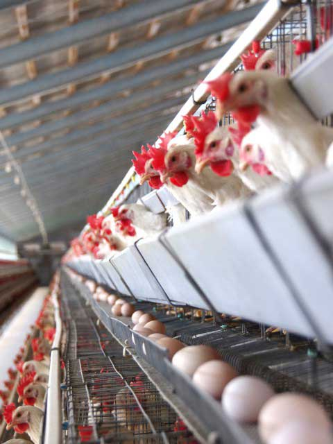 〈淡路島みやげ〉北坂養鶏場直売所