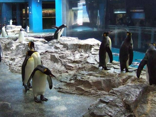 キングペンギン