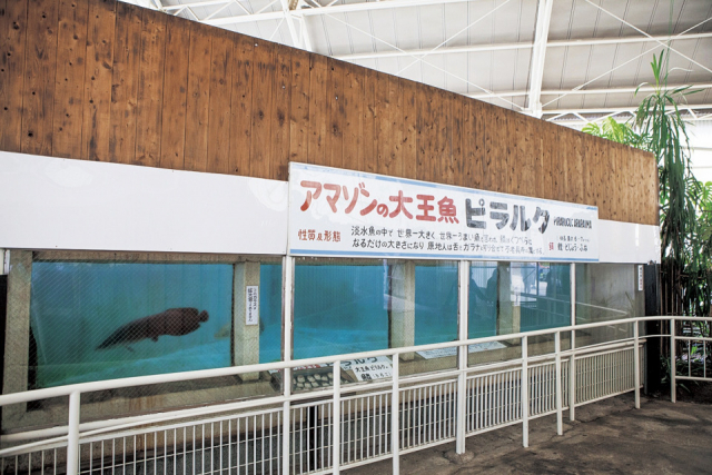 白池地獄の熱帯魚もチェックしよう