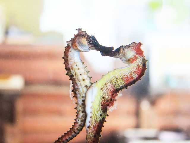 タツノオトシゴハウス