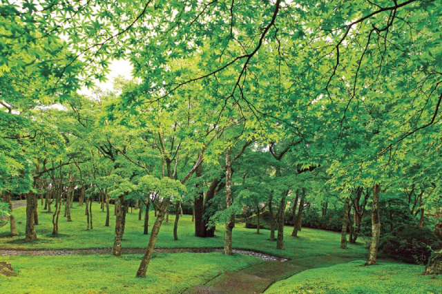【強羅で人気の観光スポット】箱根美術館