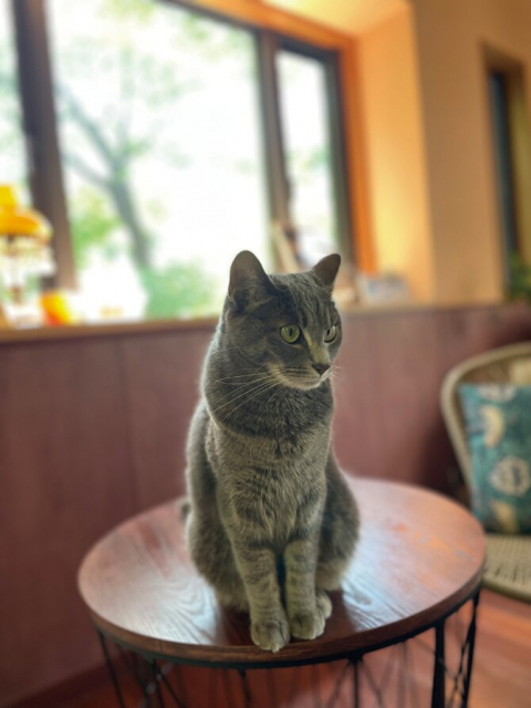 豊かな緑の中に佇むかわいいカフェ「C's Cafe」