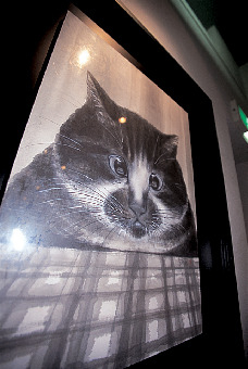 【淡路市・東海岸×観光】ほっこり気分になれる猫の美術館「淡路市立中浜稔猫美術館」