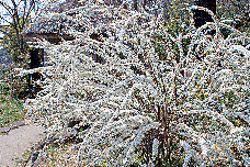 プロムナードガーデンと花木林苑も必見!