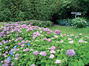 【淡路島・花の名所】県立淡路島公園 人気のポイント