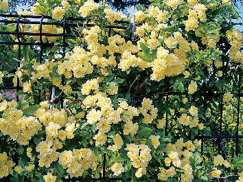 香りに導かれて公園を散歩「淡路市立香りの公園」