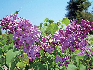 香りに導かれて公園を散歩「淡路市立香りの公園」