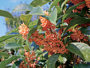 香りに導かれて公園を散歩「淡路市立香りの公園」