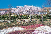 ガーデニングのヒントにあふれたキャンパス「兵庫県立淡路景観園芸学校アルファガーデン」