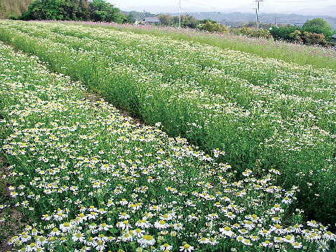 香りの文化を体験できるテーマパーク「パルシェ香りの館」