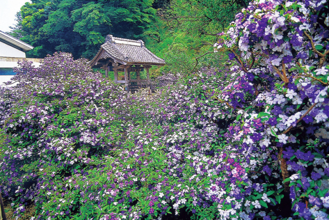 【ペリーロード観光】 日本の夜明けを見守った寺「了仙寺」