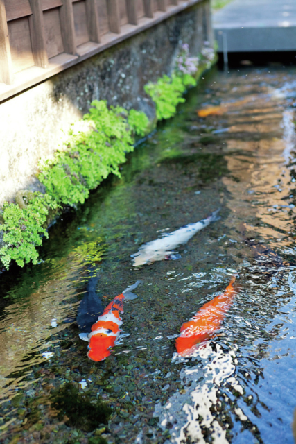 【島原×観光④】水の都・島原を物語る通り「鯉の泳ぐまち」