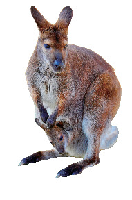 淡路ファームランドイングランドの丘で会いたい! 動物