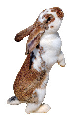 淡路ファームランドイングランドの丘で会いたい! 動物