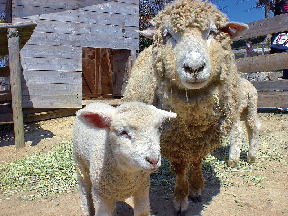淡路ファームランドイングランドの丘で会いたい! 動物
