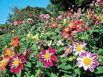 海風吹き抜ける広大なフラワーパーク「淡路島国営明石海峡公園」