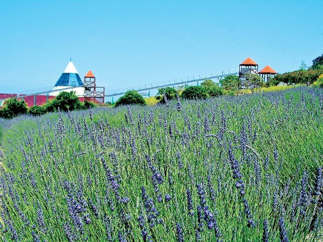 ラベンダー lavender