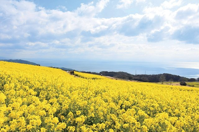 ナノハナ canola flower