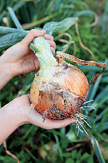 淡路島のタマネギがおいしいワケ