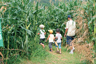 【夏季限定!】とうもろこし畑の巨大迷路