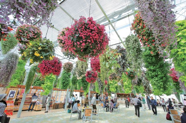 スカイガーデン