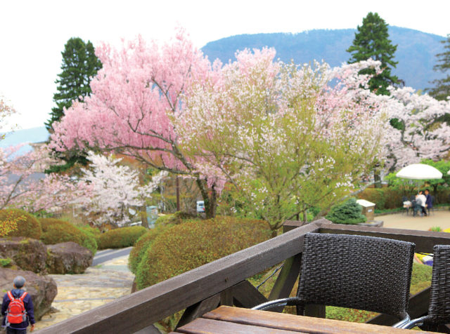 箱根強羅公園のサクラ