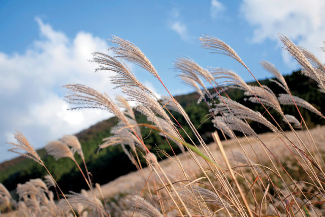 【仙石原×観光】仙石原すすき草原