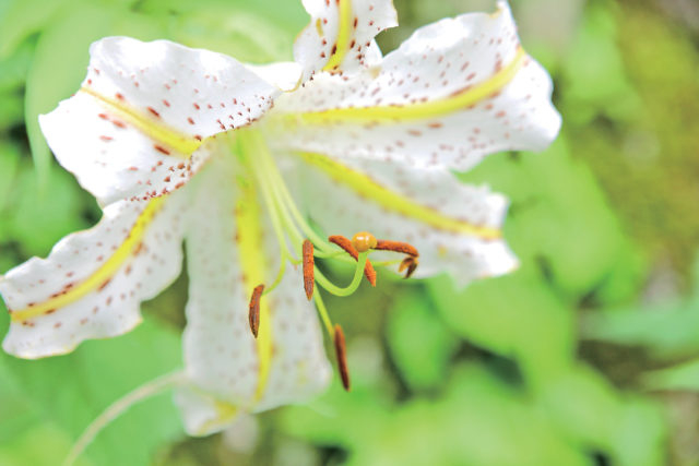 【箱根・宮ノ下&小涌谷×観光】堂ヶ島渓谷遊歩道コース