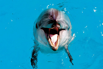 伊豆・三津シーパラダイス