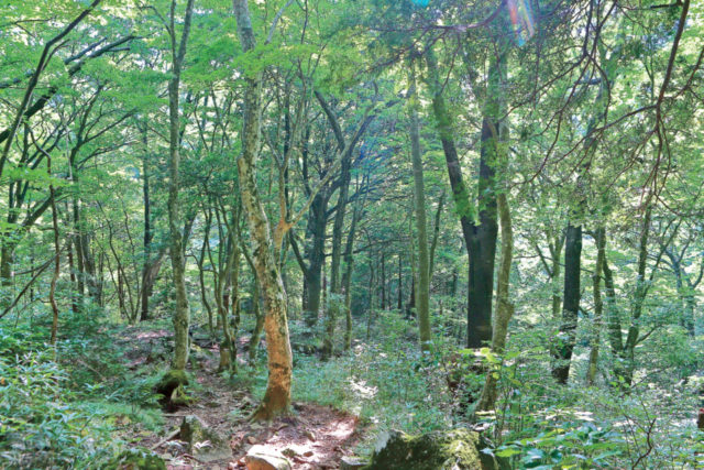 【箱根・宮ノ下&小涌谷観光×千条の滝・浅間山コース3】比較的平坦で歩きやすい「自然林」