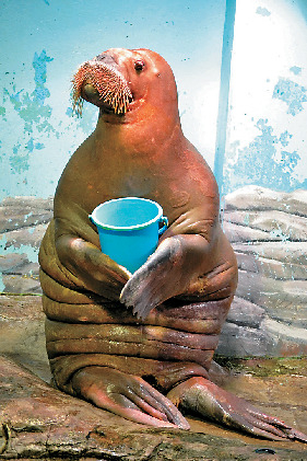 セイウチのお食事タイム